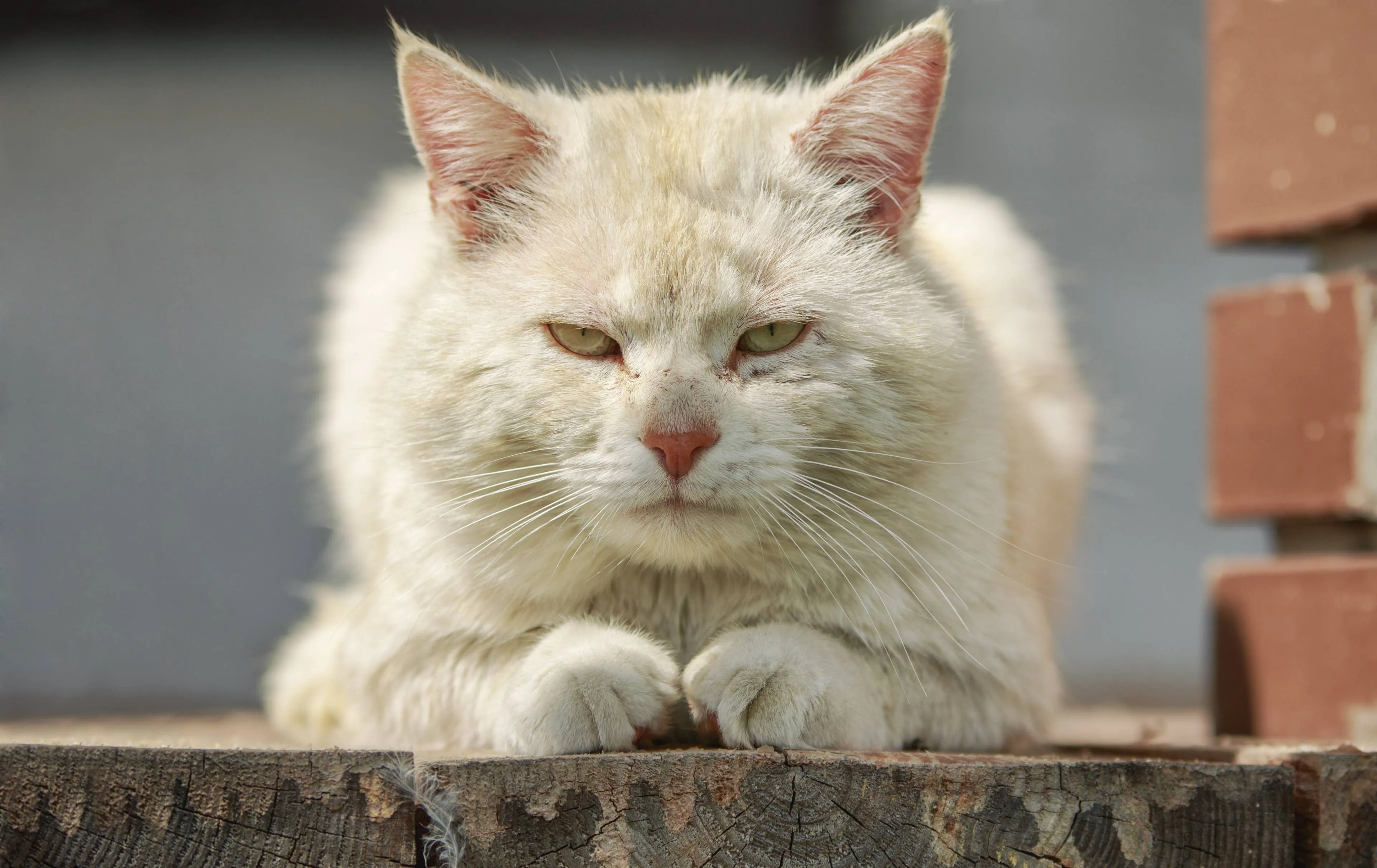 shutterstock_627309131