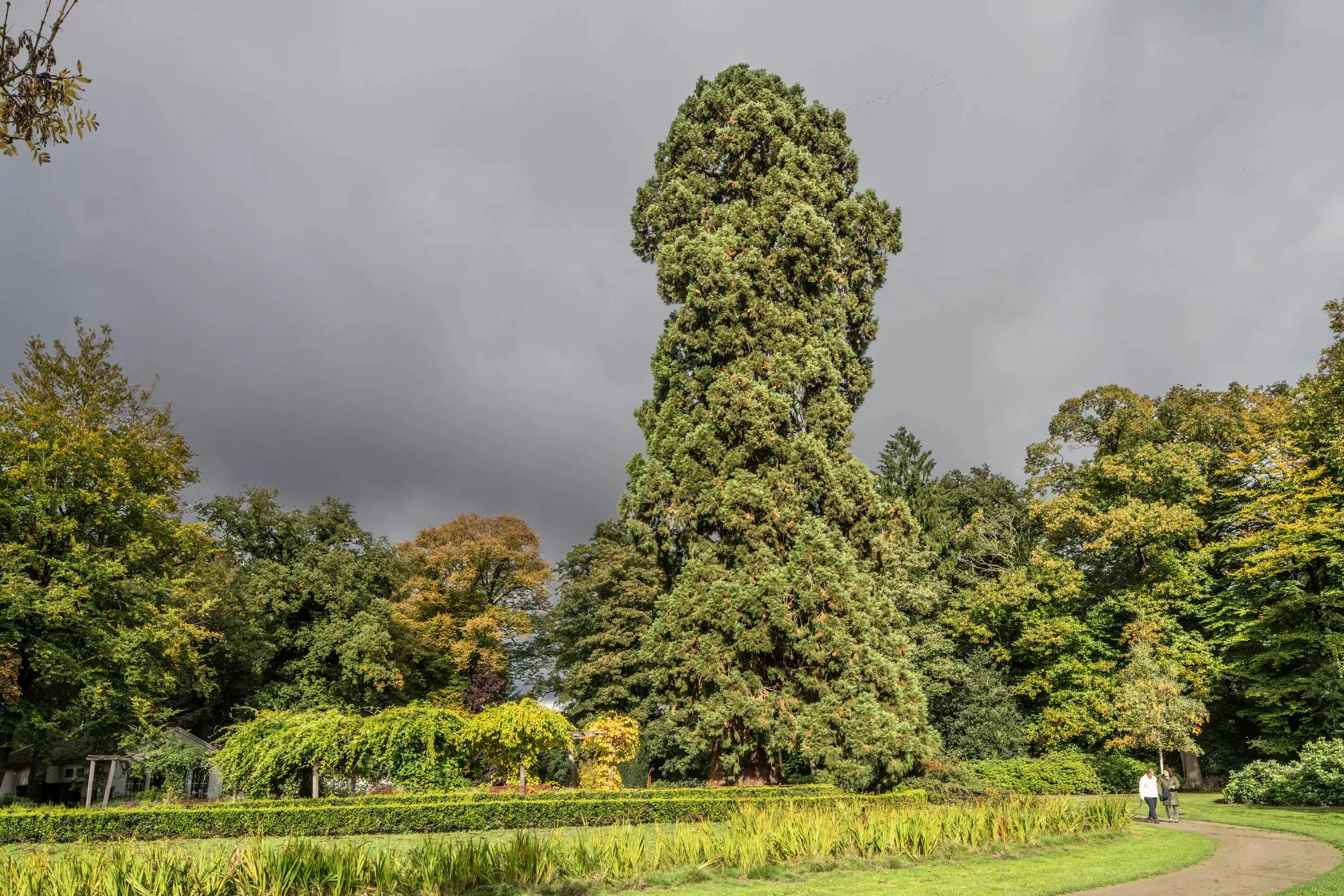 de-sequioadendron-giganteum-in-het-abraham-ledeboerpark
