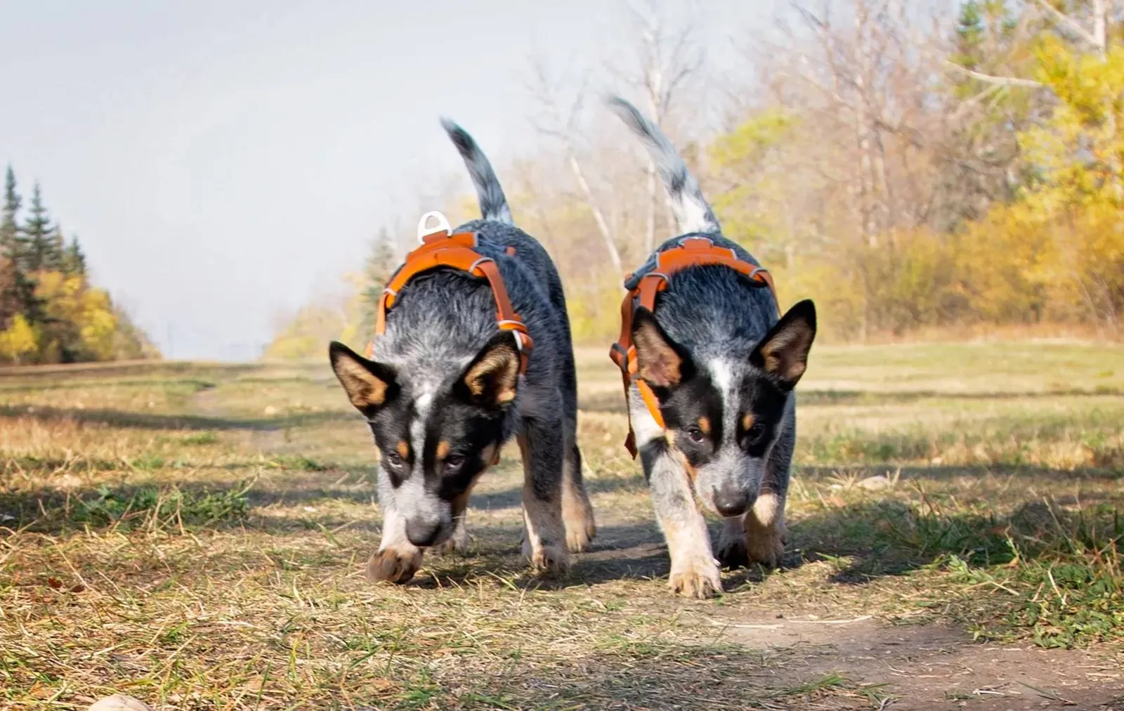 1977455-cloned-puppies-olivia-fiona