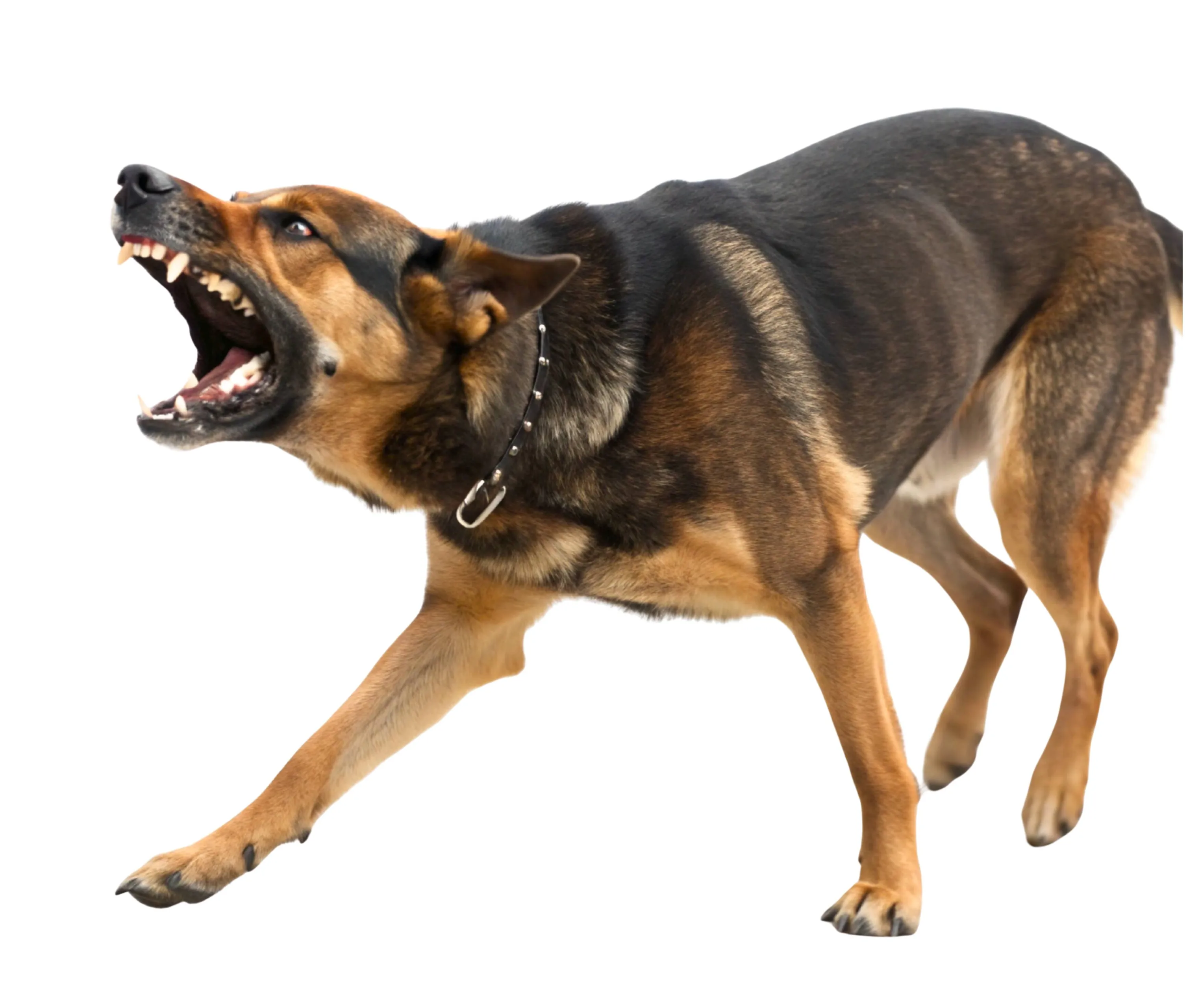 shutterstock_2665847987