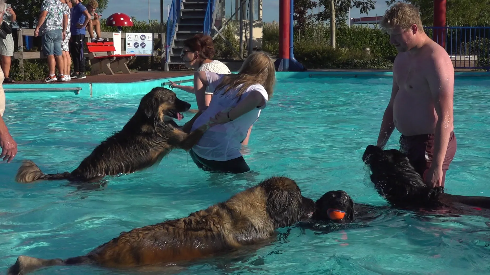 2 foto honden zwemmen jos kruisbergen