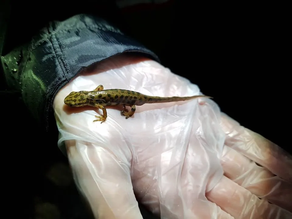 29063707 1986870184973751 1694070832176830374 n