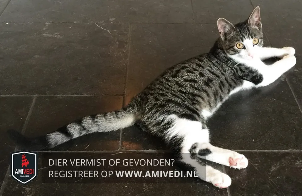 32104900 1587948417971052 8480459766865330176 n