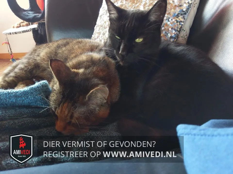 34049720 1608758575890036 3789621083175387136 n