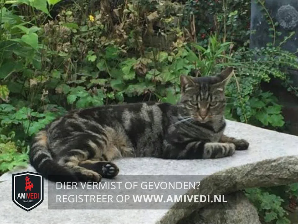 34962154 1617527588346468 3491127813950406656 n