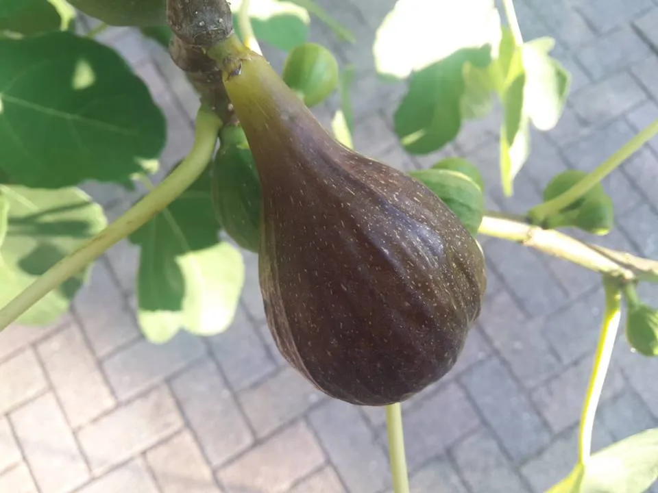 37132793 2074633002577724 1366856445550657536 n