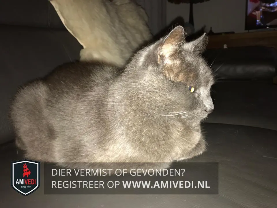 39760728 1734635089969050 690577470717427712 n