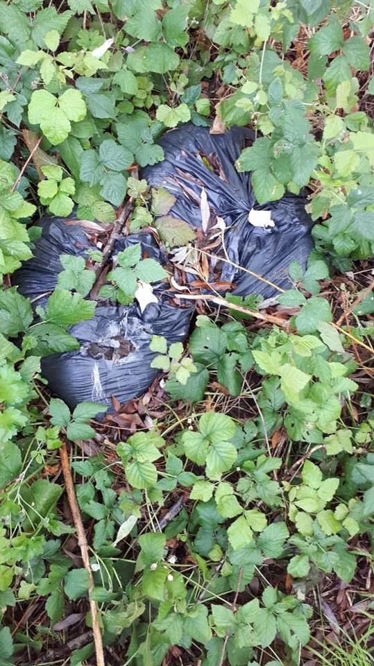 40390743 2095847557112274 7220809037917454336 n