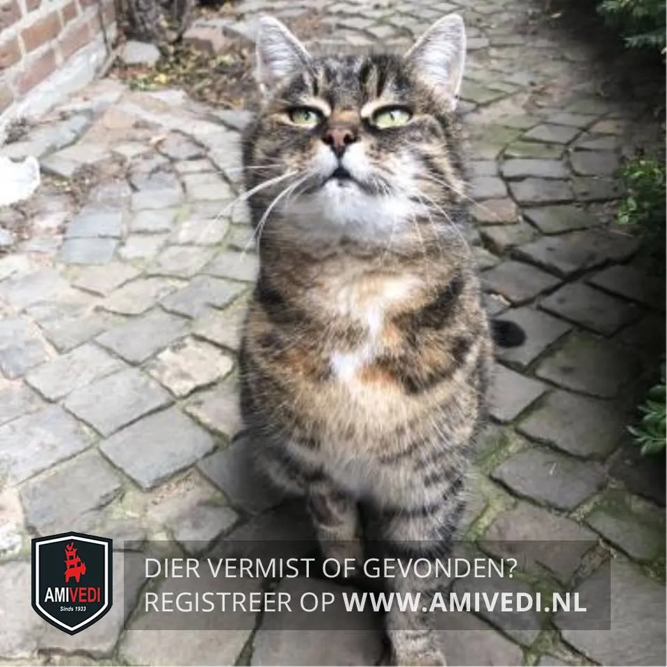 50631265 1948260278606529 1994548993689911296 n1