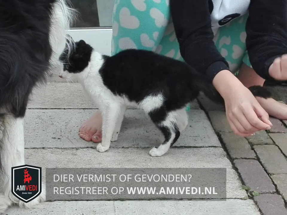 53731918 2011505545615335 6313562703478652928 n