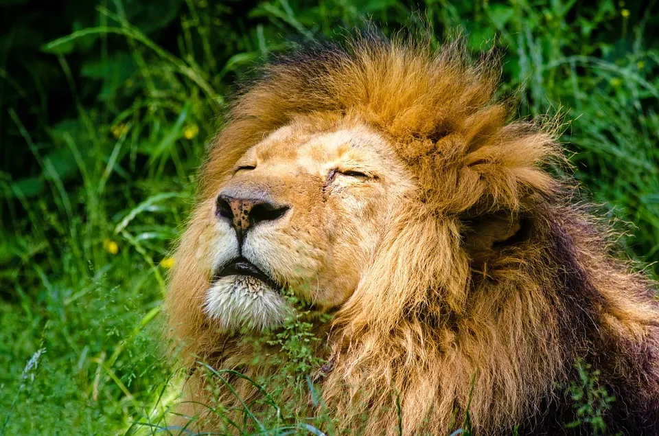 african lion 951778 960 720