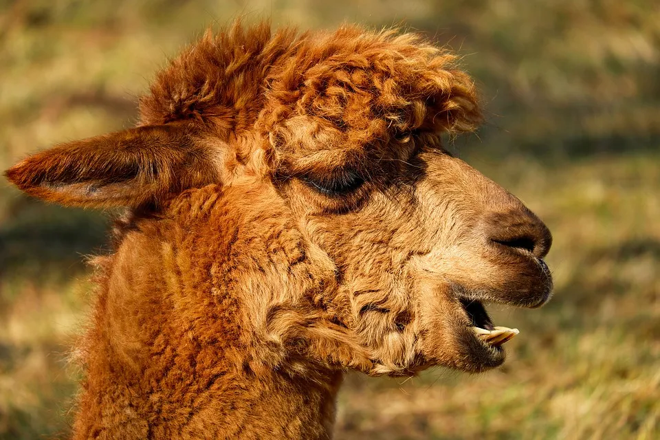 alpaca 2214650 960 720