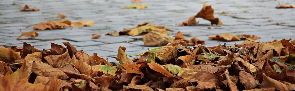 autumn 1685924 960 720