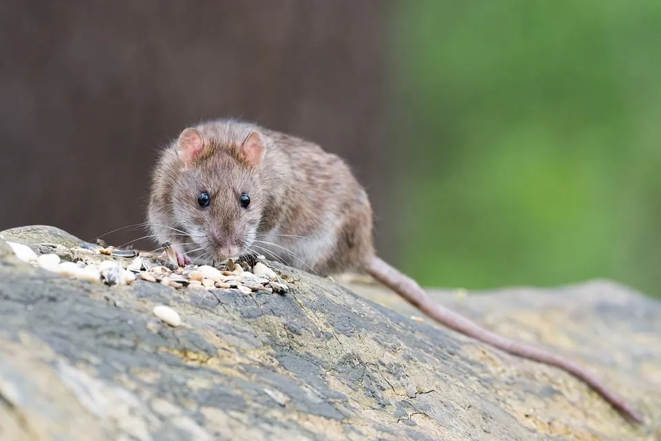 brown rat 2115585 960 720