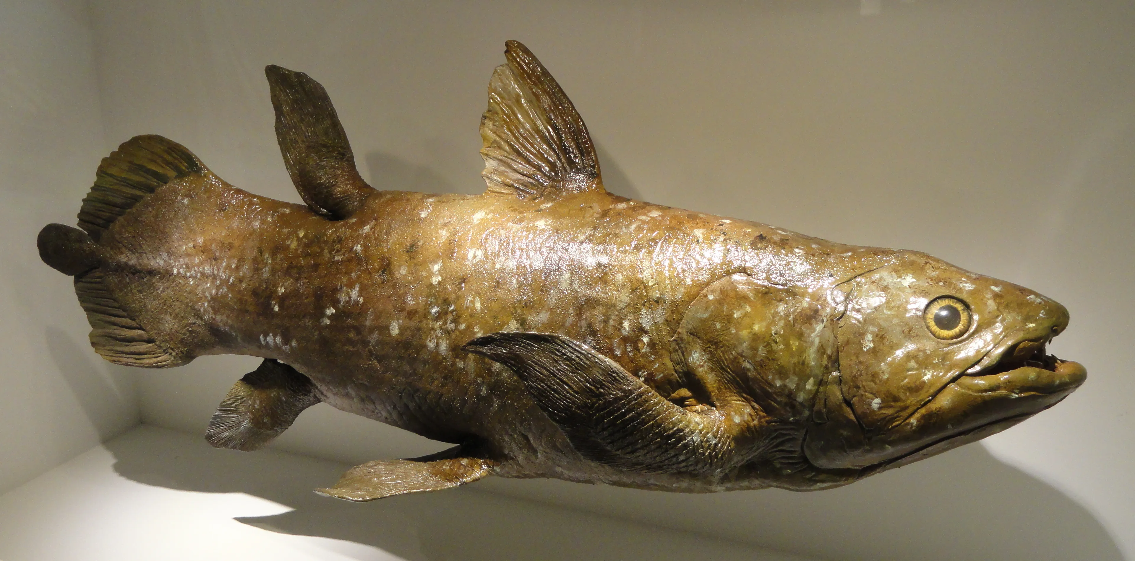 coelacanth model devonian houston museum of natural science dsc01709