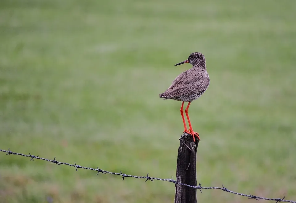 common redshank 2955862 960 720