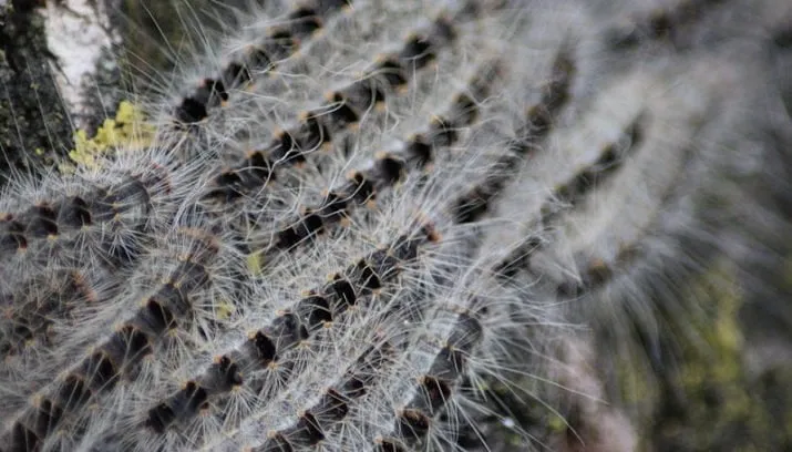 eikenprocessierups 715x408