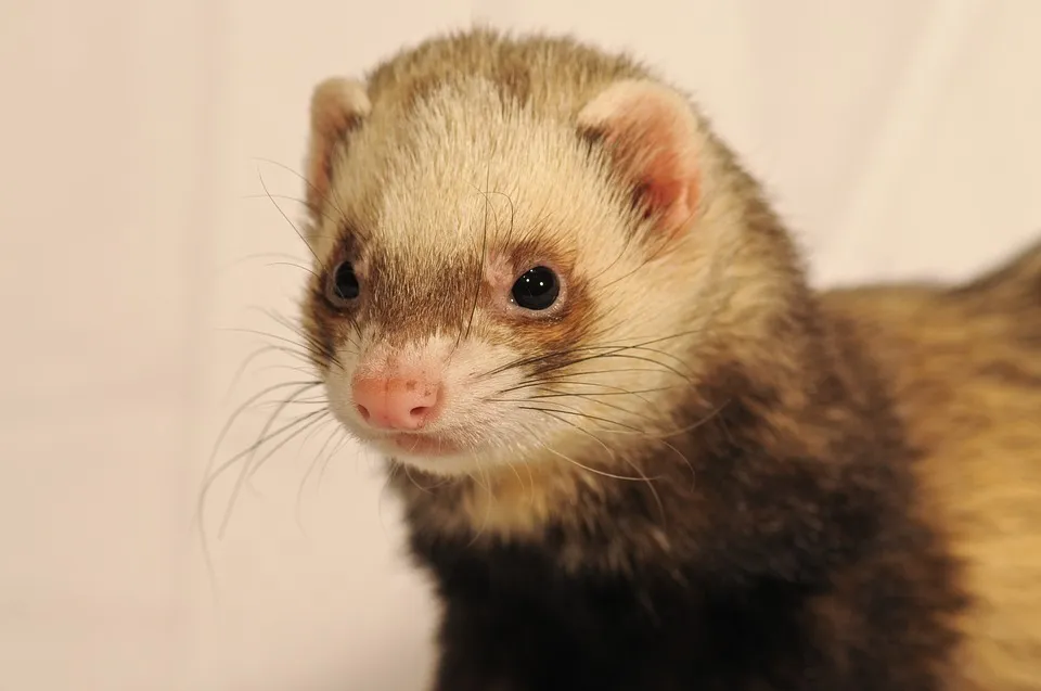 ferret 1880601 960 720