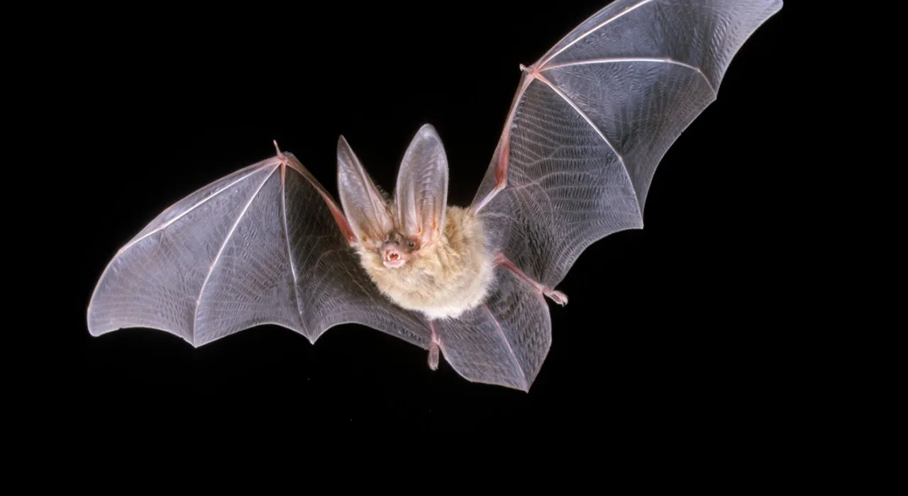 ivn nacht van de vleermuis