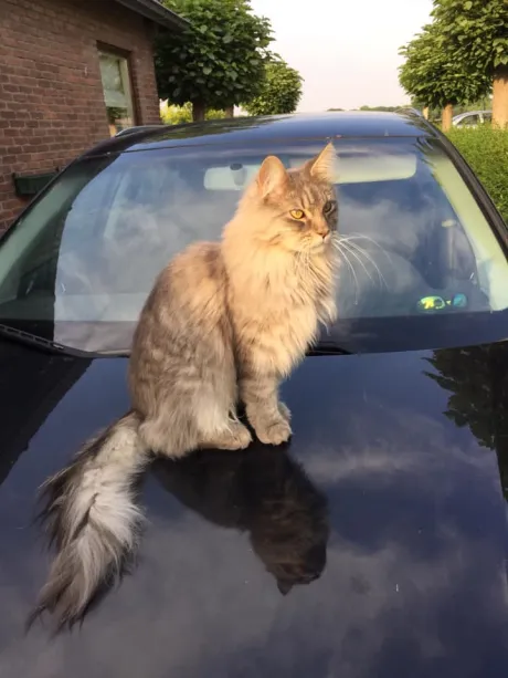 katjpg