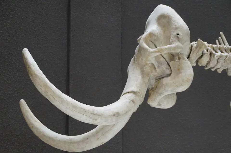 mammoth 1257287 960 720
