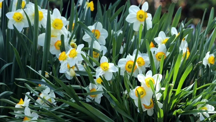 narcissen lente 915x518