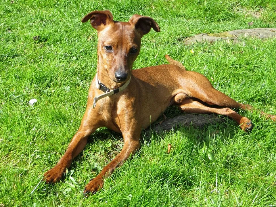 reh pinscher 1220591 960 720