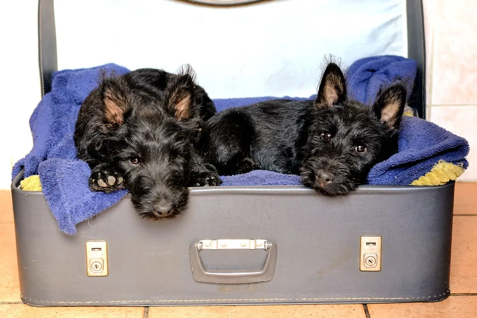 scottish terriers 1723931 960 720
