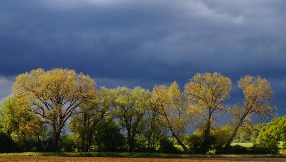 sturm baume feld himmel storm wolken regen onweer 915x518 1