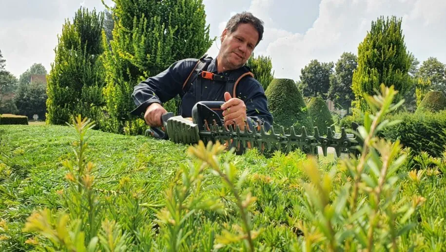 taxushaag snoeien 2021 scaled 915x518 1