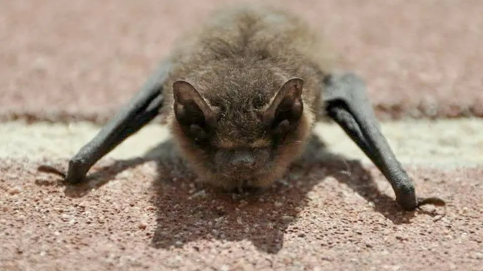foto vleermuis 1