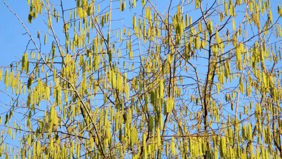 nature tree hazel birch greenhouse sausage pollen supplier golden sky 1110022jpgd berk 915x518