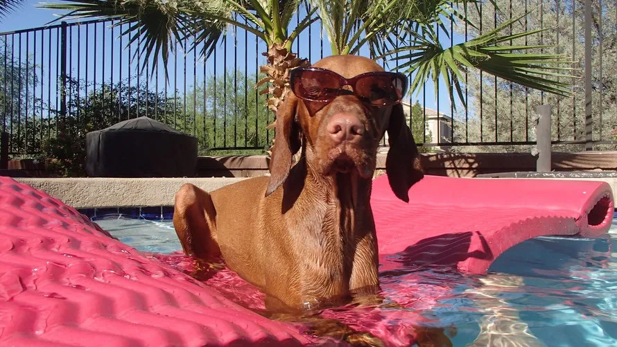 dog-pool-julie-holmes