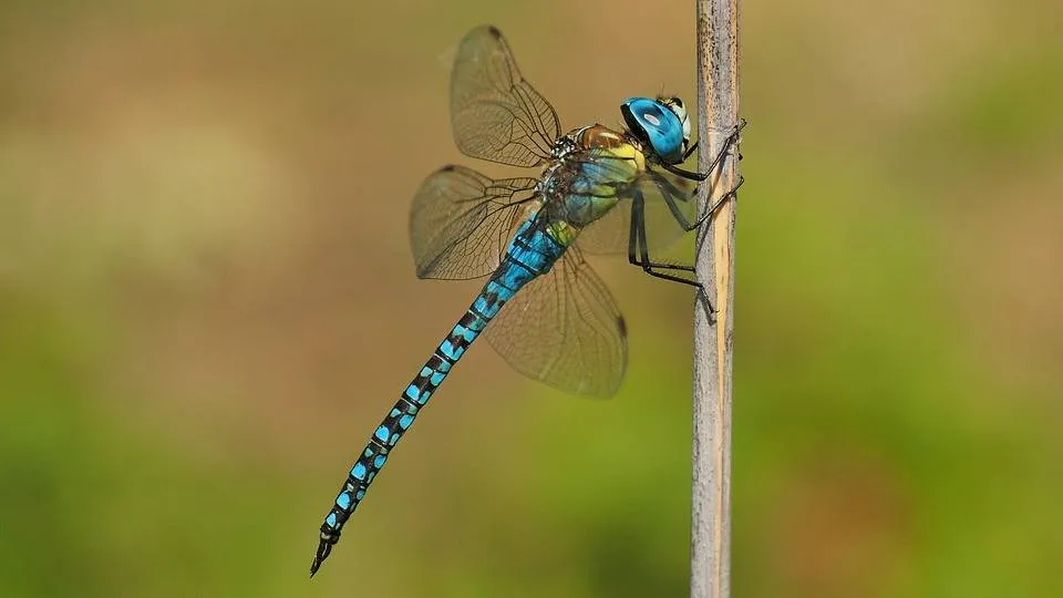 Libelle gayulo, pixabay
