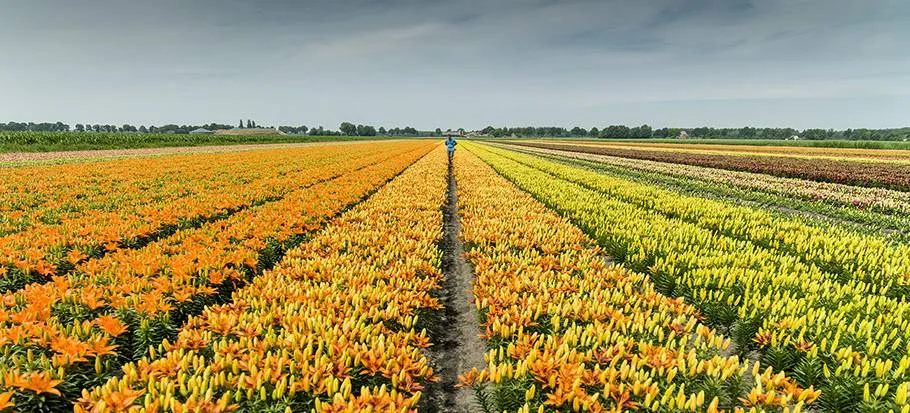 dr bollenteelt