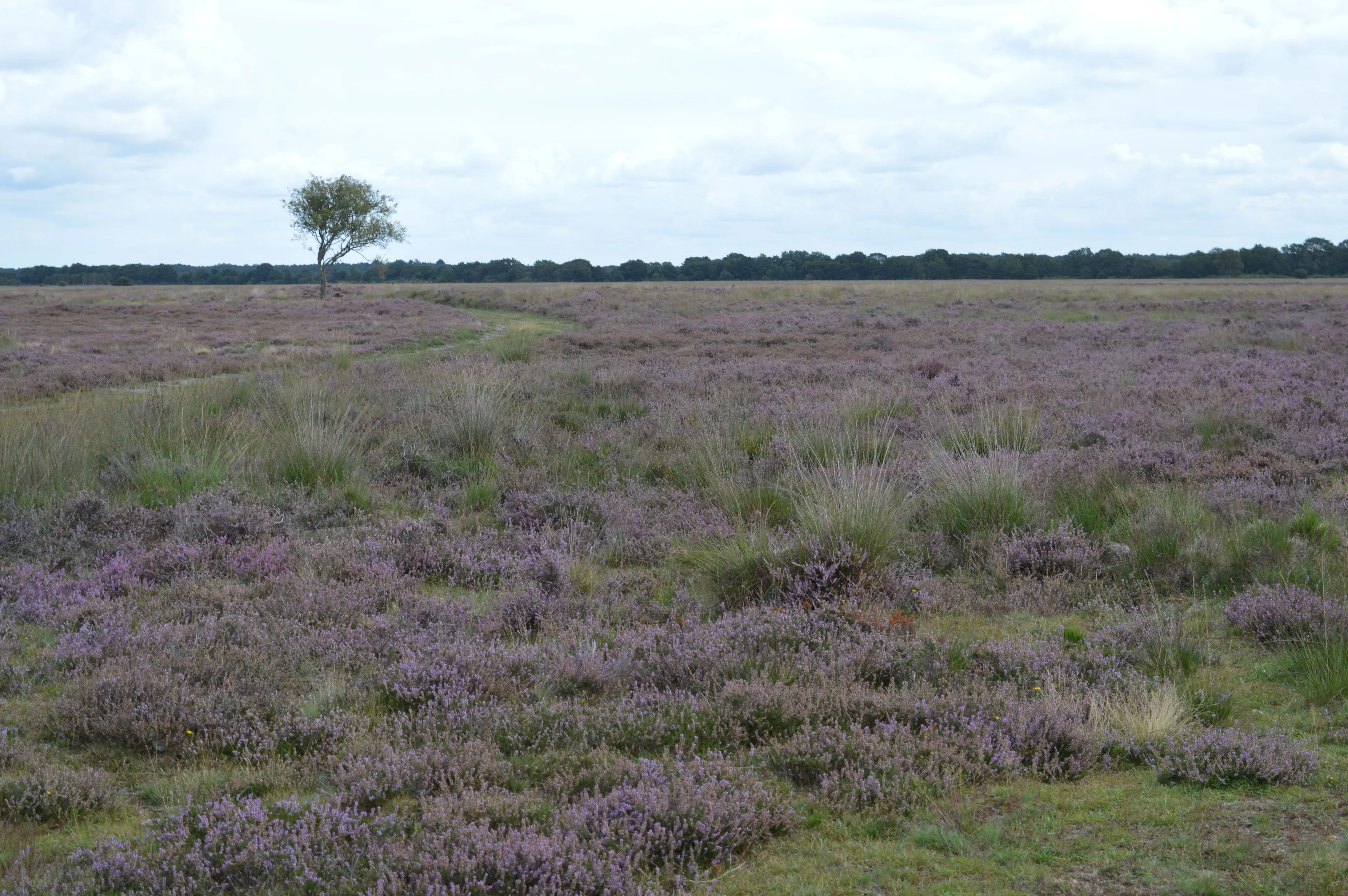 pn sept2019 dwingelderveld3