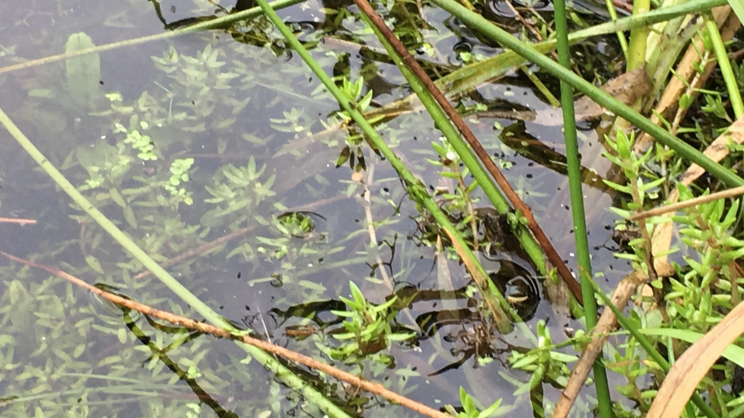 watercrassula vergroot