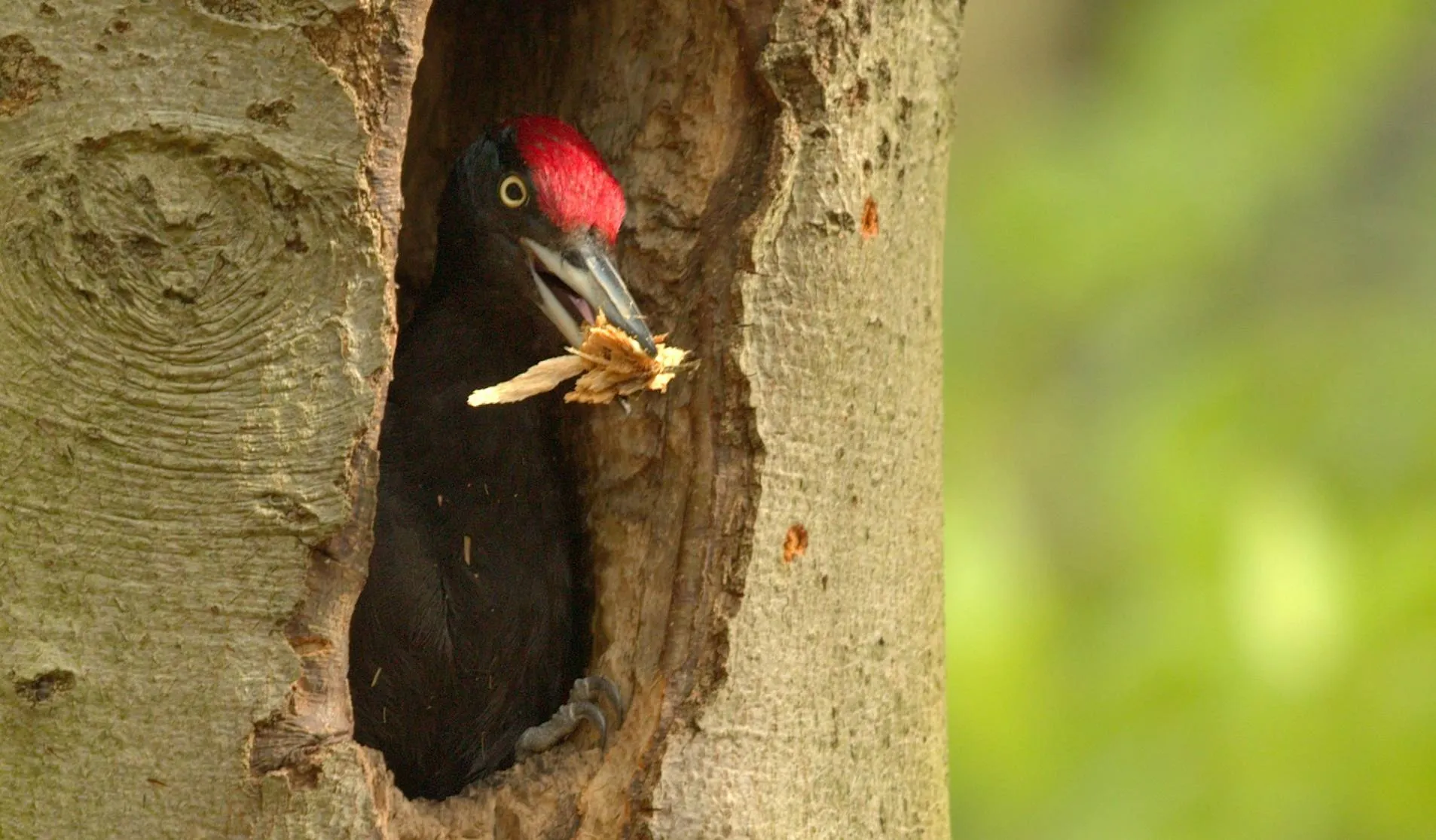 drfrw spechtenexcursie kees van de klauw