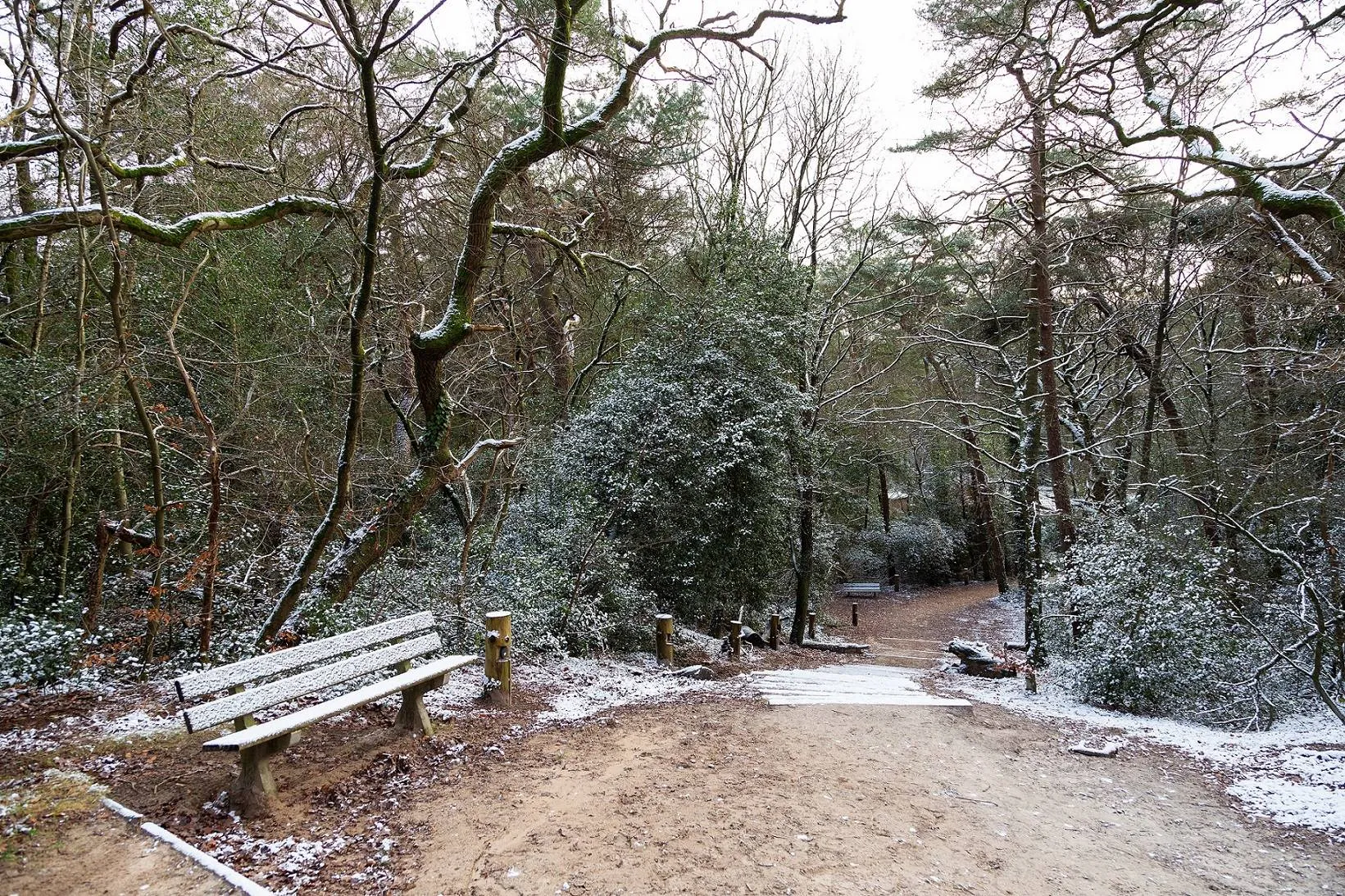 drfrw winterwandeling bosberg laura csonka