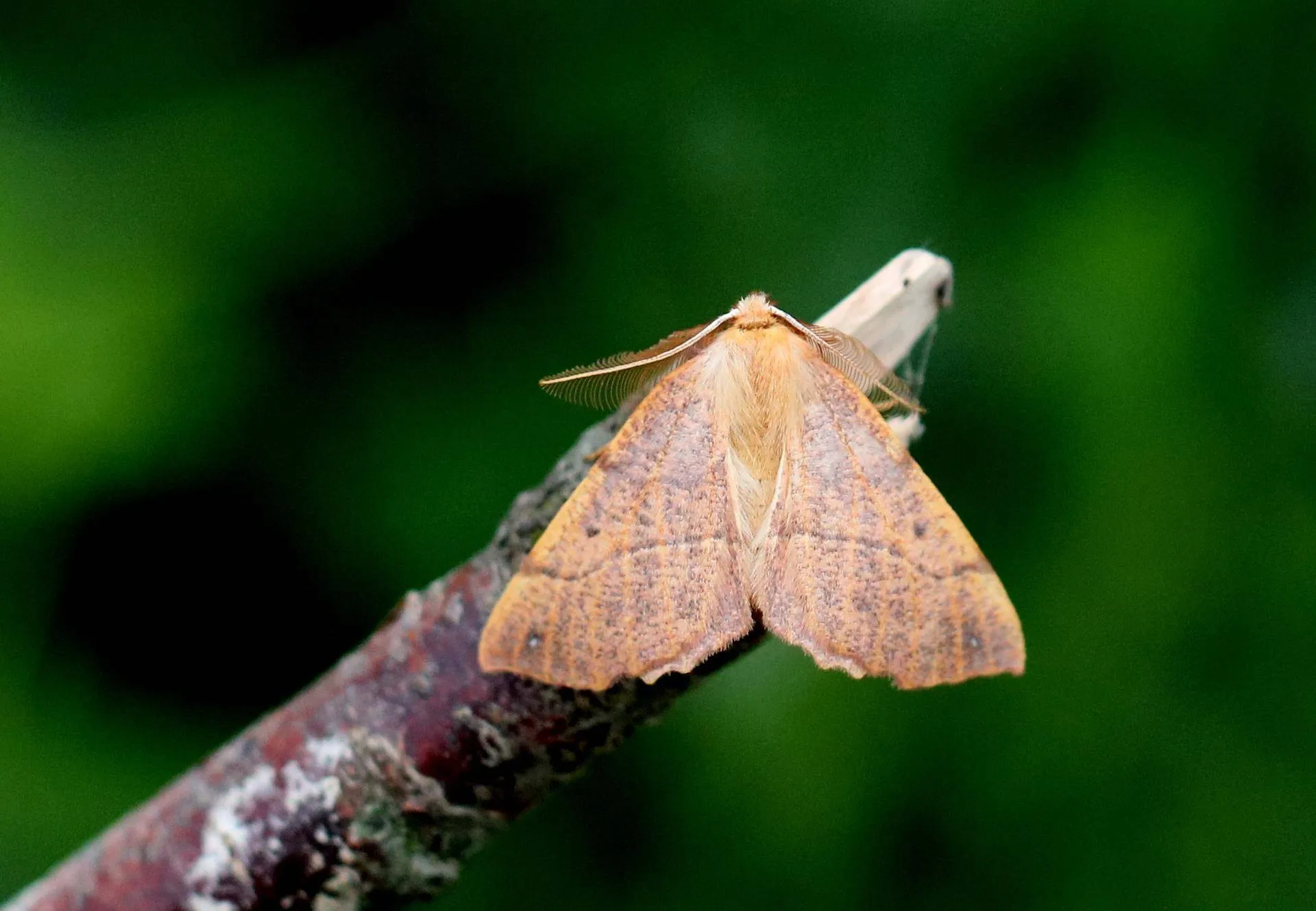 lto vlindertelling foto karin bermans elshof