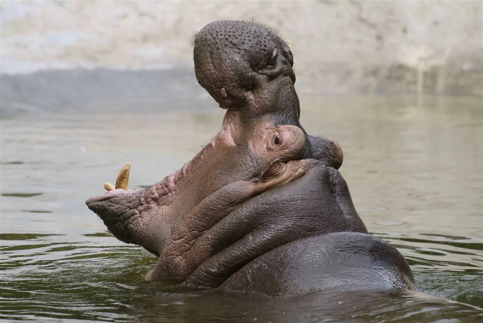 meppel wildlands terra nijlpaard in wildlands
