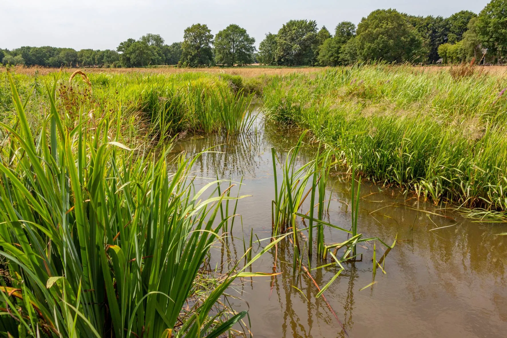 reestdal gonny sleurink