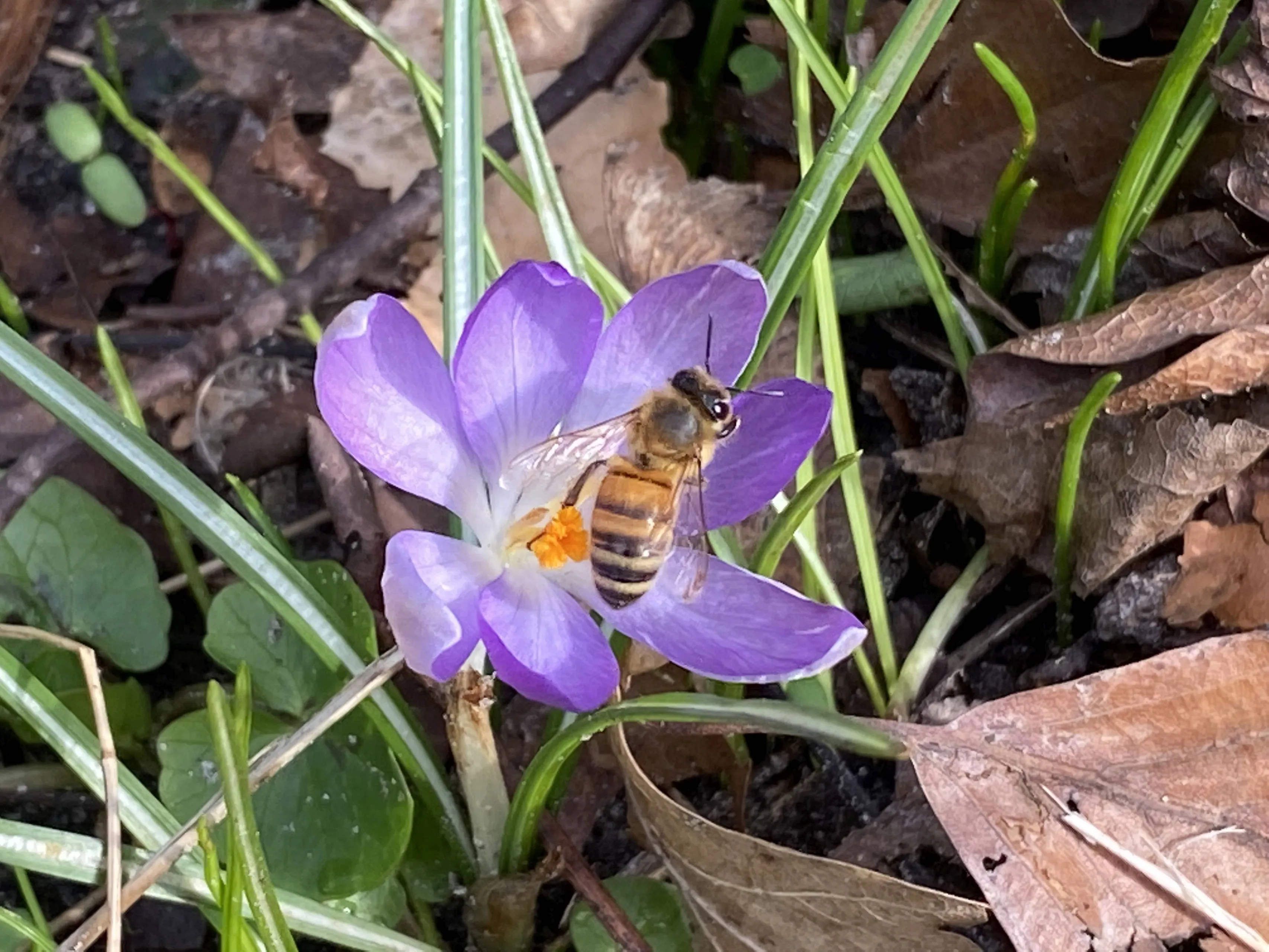 vled gropen krokus met honingbij