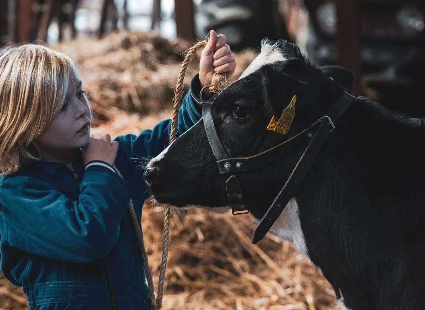 wan zw drenthe koeien haralt timmerman 7 jaar