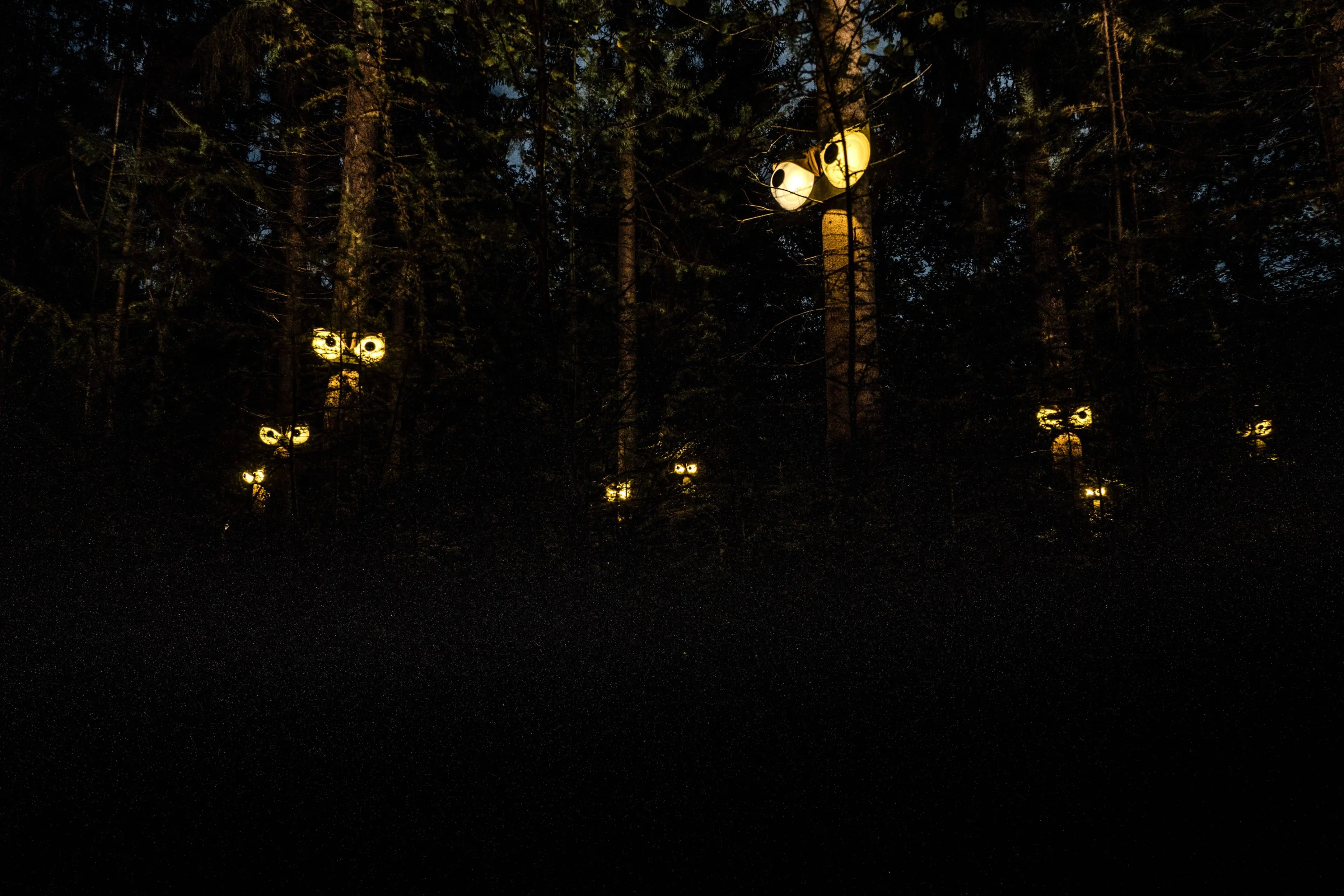 diever roestvrij uilenogen beeld uit het schitterende bos editie 2023 fotograaf marinus vroom v2