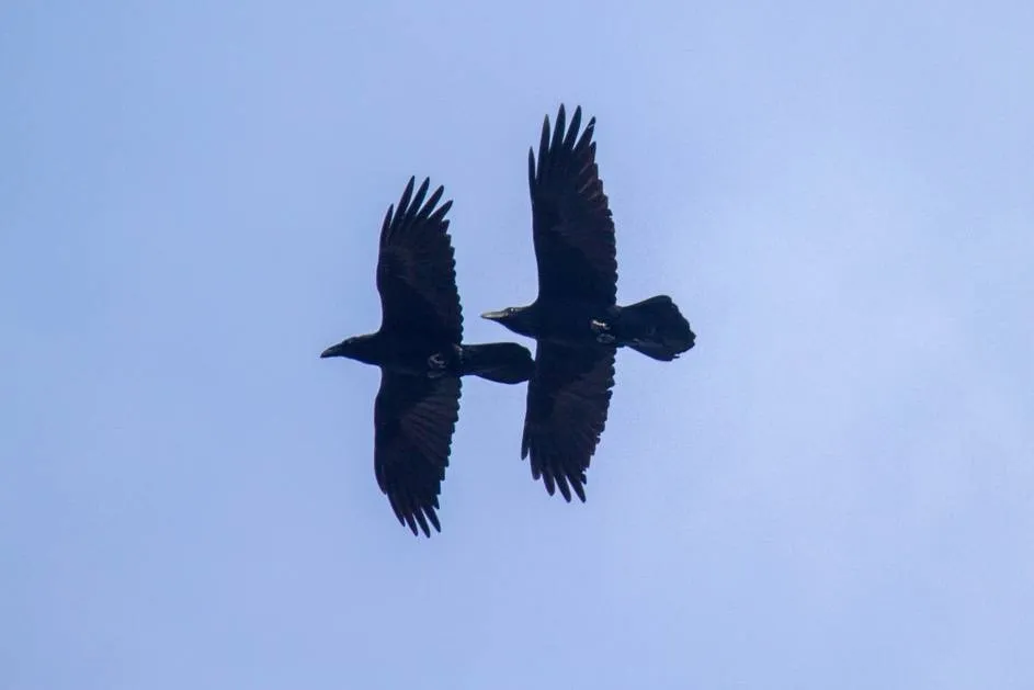 uff raven foto mignonvan den wittenboer