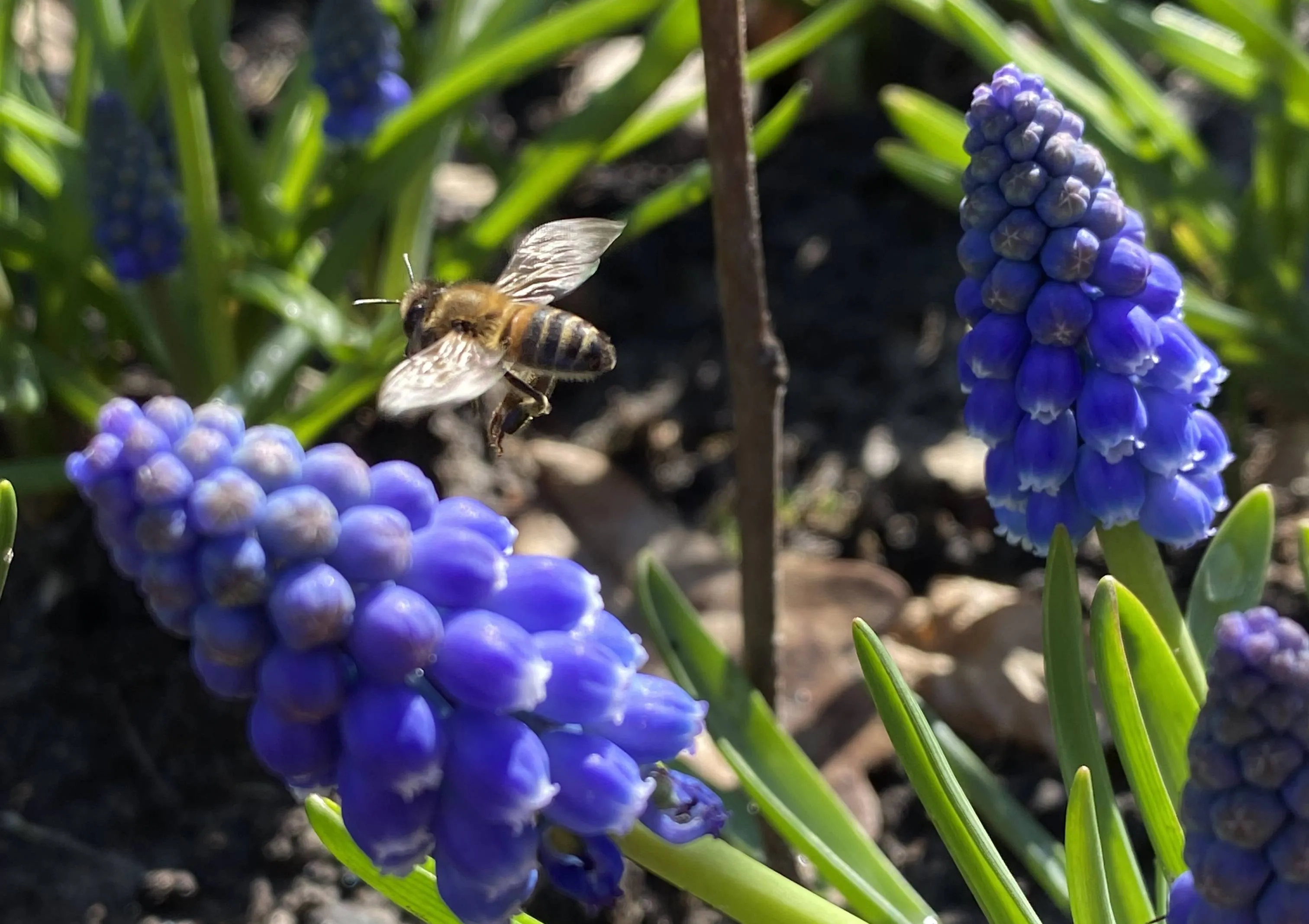 vledder vergroent blauwe druifjes