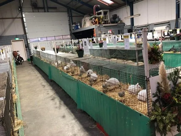 diever dkc clubshow1