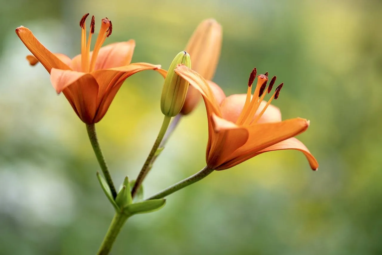pixabay lelieteelt lilies 7336974 1280