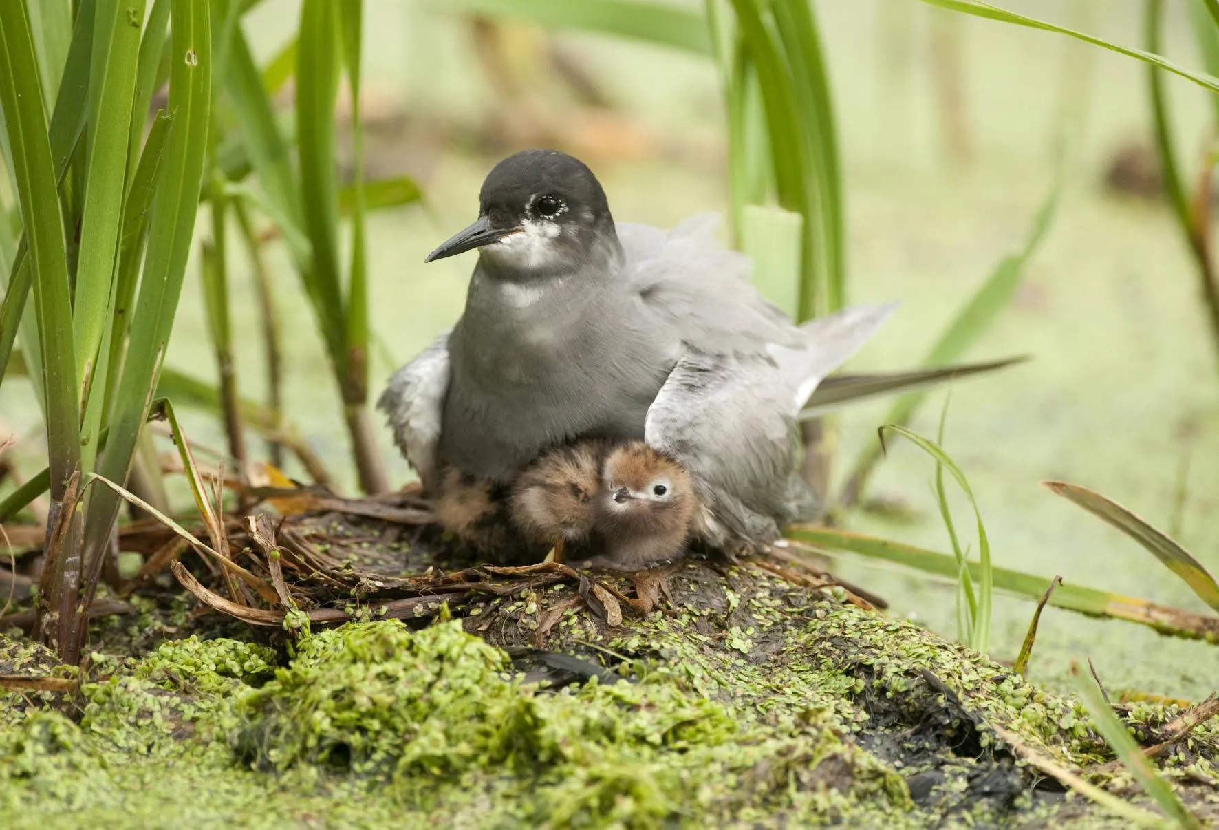 vogelwacht uff hav dewieden klein